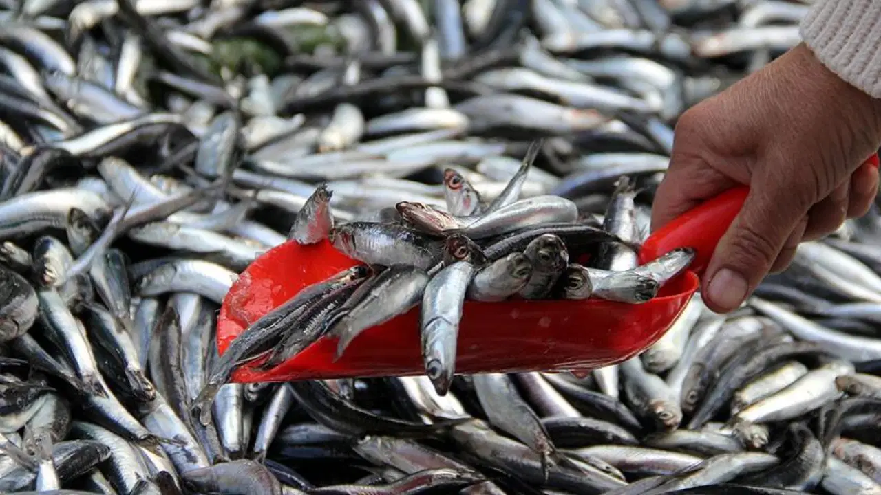 hamsi trabzonda tezgaha dustu mezgit ve istavritle ayni fiyata satiliyor N8nsA3r9