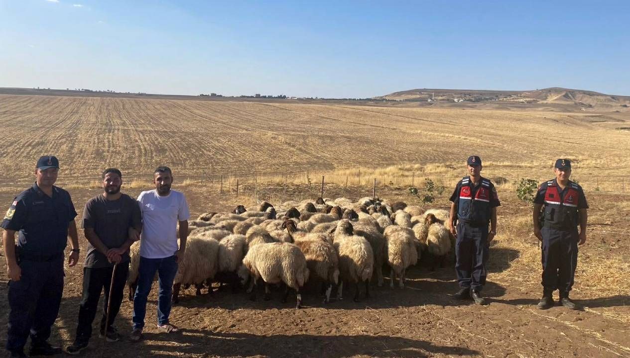 kaybolan kucukbas hayvanlar dron ile bulundu e6RW5qe3