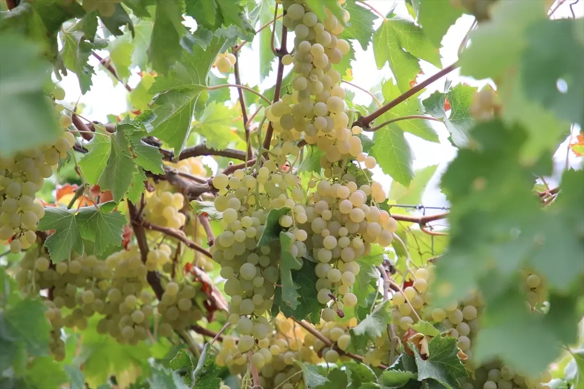 antalyanin kas ilcesinde margaz uzumu hasadi basladi uAFZcOif