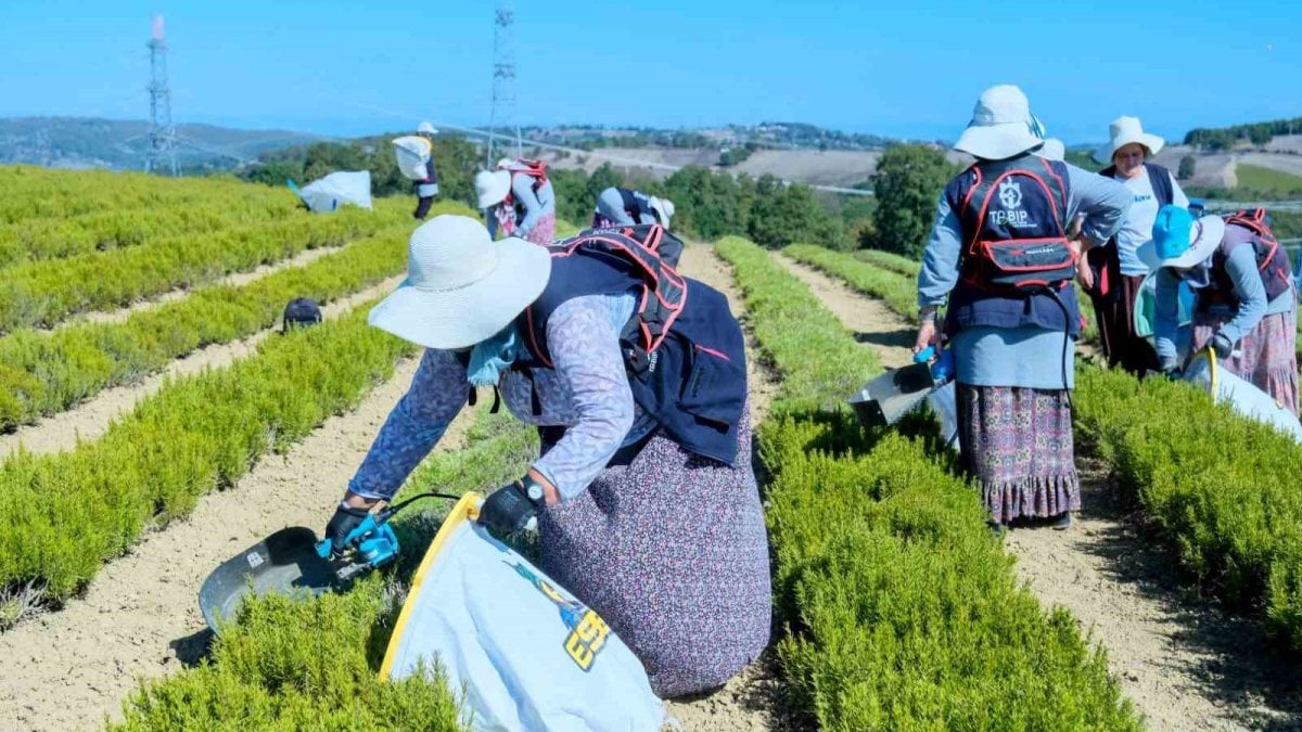 kocaelide tibbi ve aromatik bitki hasadina baslandi zpk93NeW