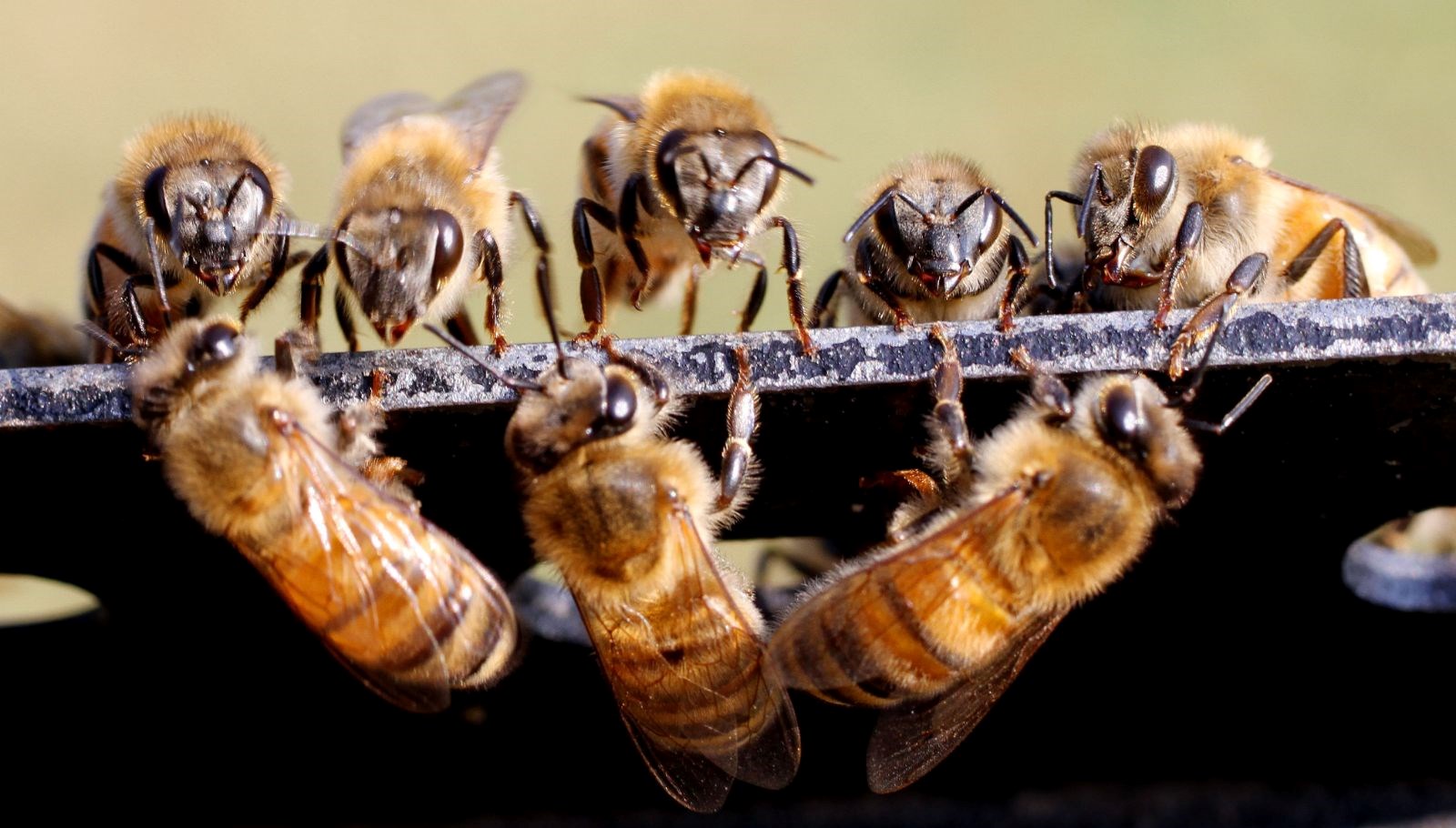 kralice arilarin omru kisaliyor koloniler yok olma riskiyle karsi karsiya ml2GSbAB.jpg