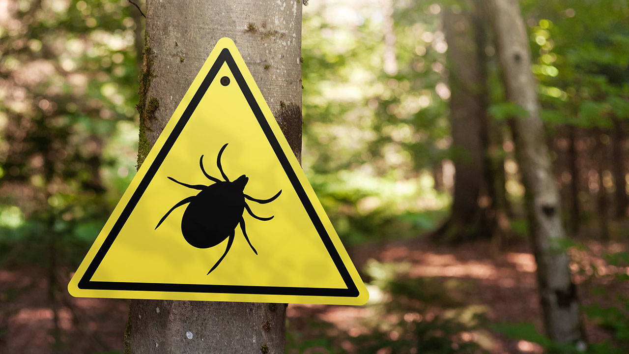 Kırım Kongo Kanamalı Ateşi: Kenelerden Korunma Yöntemleri ve Belirtiler